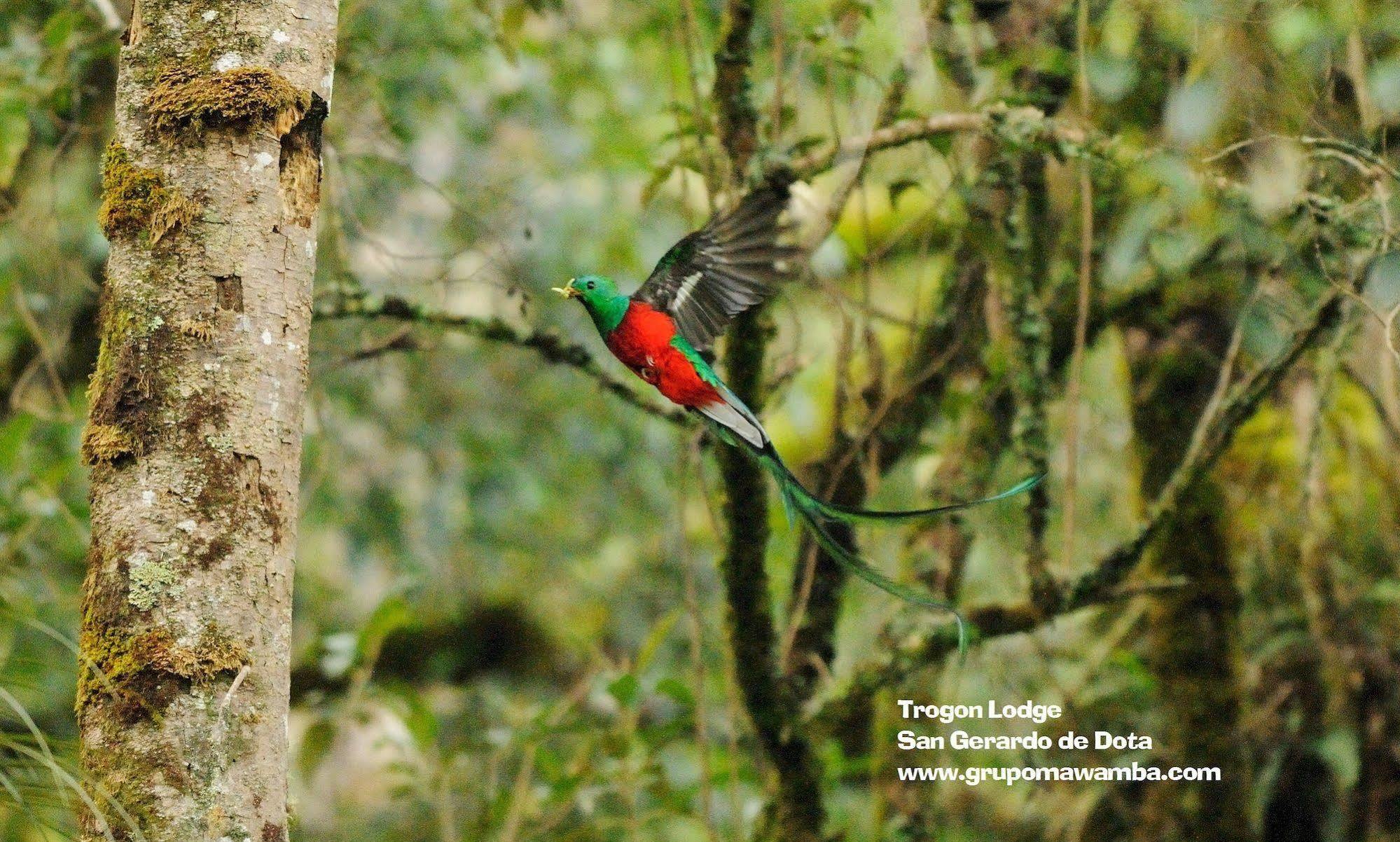 Trogon Lodge San Gerardo de Dota Dış mekan fotoğraf